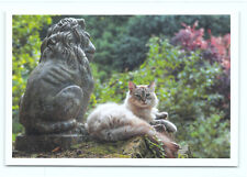 1 AK Katze 25° - NEU !!! #