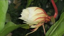 Epiphyllum-oxypetalum