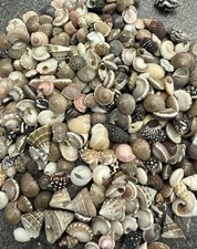 100x  Mini Meeres-Schnecken 5–15 mm – Natur Muscheln für Deko & Basteln