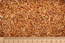 (Grundpreis 3,55 €/L) - 10 Liter Premium Bachflohkrebse - Koi - Gammarus 1,0 kg