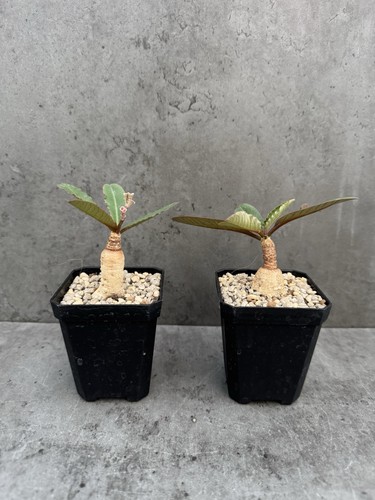 Euphorbia primulifolia - ,