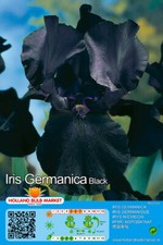 @ (◕‿◕)\@ Iris germanica