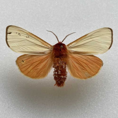 Entomologie actia caja - entomologie*actia,