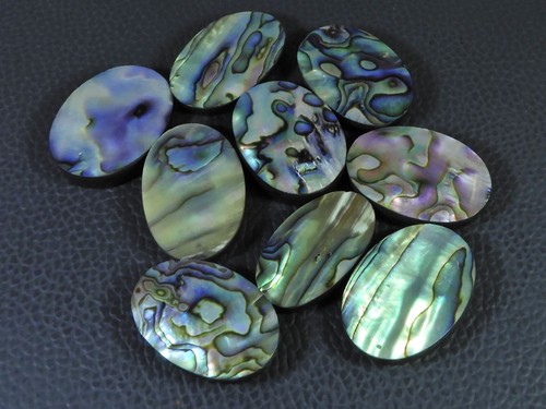 284 karat abalone muschel - abalone,