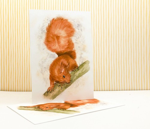 Rotes eichhörnchen - rotes,