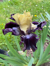 Schwertlilie Iris Intermedia "I Am WICKED " 35 cm reichblühend !