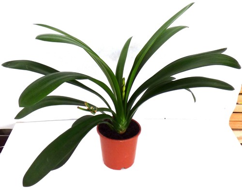 Klivie clivia riemenblatt - klivie,