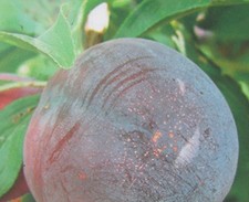 Pflaumenbaum "Black Splendor"