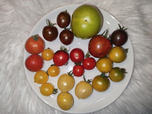 Tomatensamen tomaten saatgut - tomaten,