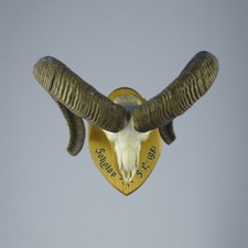 684MU Mufflon jagdtrophae, Wildschaf, Horn 81-80cm C.25cm DE 