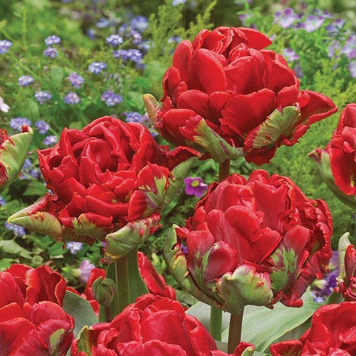 Tulpen blumenzwiebeln zwiebeln - tulpen,