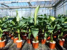 Bananenstaude Musa Basjoo 80 -