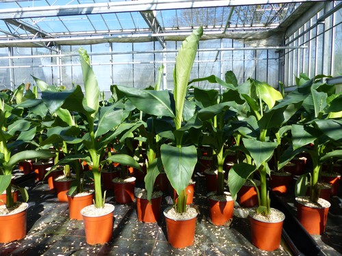 Bananenstaude musa basjoo - bananenstaude,