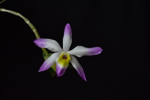 Dendrobium vietnamense