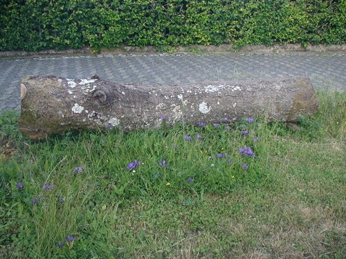 Holzstamm kirschbaum - ,