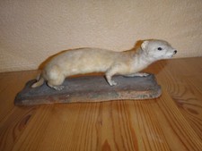 Tierpräperat Marder