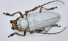 Cerambycidae, Rosenbergia