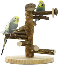 Wellensittich Spielplatz