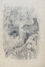 Vogelpaar im Nest Natur Bodenbrüter Bleistift Zeichnung 1. Hälfte 20 . Jh.