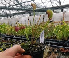 Dionaea muscipula 'WIP Slim