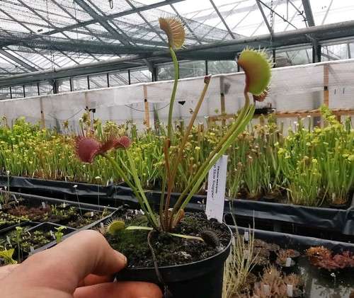 Dionaea muscipula wip - muscipula, slim