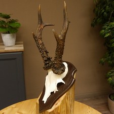 Rehgeweih Reh aktuelles