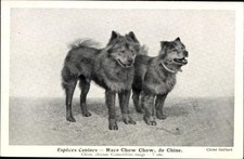 CPA Espèces Canines, Race Chow Chow, de Chine - 4829325