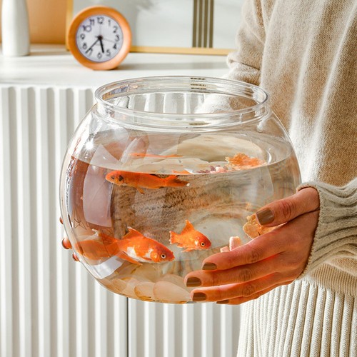 Fish tank aquatic - fish, aquarium