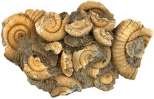 Lias  Dekorative Schau-Stufe mit Dactylioceras athleticum Schlaifhausen  W51-10