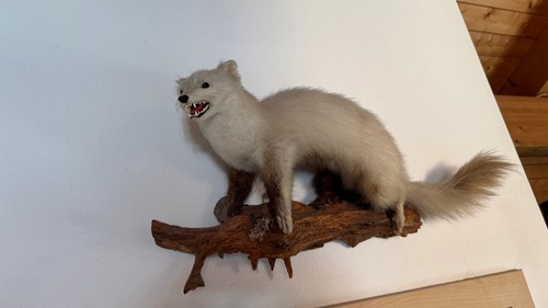 Weißes tierpräparat - weißes,