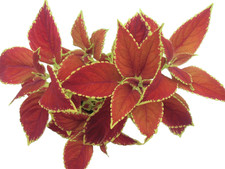 Buntnessel Sedona Sunset