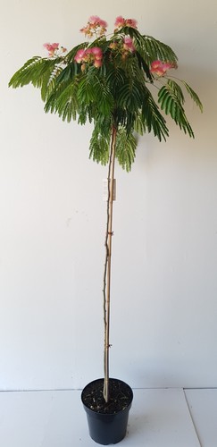 Albizia julibrissin ombrella - julibrissin, 'ombrella'