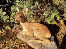 Tierpräparat Rehkitz