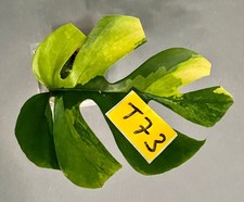 Rhaphidophora Tetrasperma AUREA YELLOW MARILYN - Monstera Minima - T73