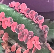 Kalanchoe Pink Butterflies