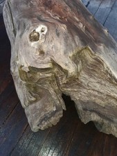 2 XL Treibholz Schwemmholz