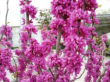 SAMEN der Liebesbaum Judasbaum