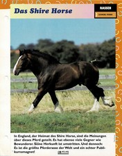 Das Shire Horse (Schwere Pferde) - Infokarte