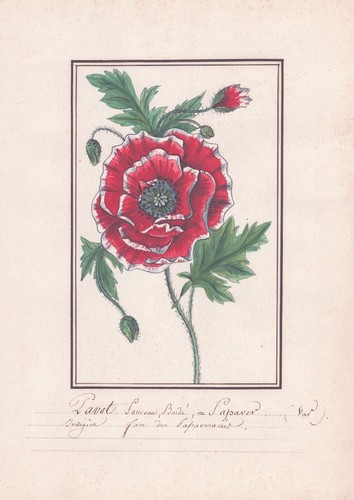 Papaver orientale türkischer - orientale,