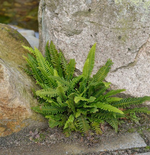 Rippenfarn marina blechnum - rippenfarn,