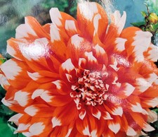Dahlien knollen orange duet - knollen, 'orange