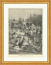 Im zoologischen Garten Schaumann Vögel Tiere Gehege Besucher Holzstich E 9522