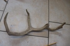 Abwurfstangen Damgeweih Geweihstangen Hirschhorn Hirschgeweih Damhirsch