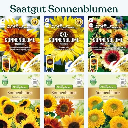 Sonnenblumen saatgut samen - sonnenblumen,