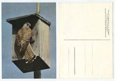 18452 - Turmfalke am