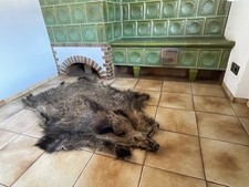 Großes wildschweinfell mit - großes,