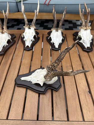 Rehbock trophäe geweih - trophäe,