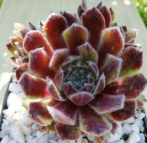 Sempervivum bunny girl 2x - sempervivum, "bunny