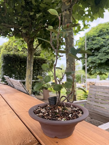 Bonsai outdoor winterhart