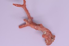 ECHTE  AST KORALLE -ST135